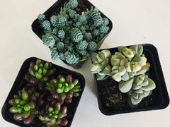 -南汇花鸟市场(上海浦东新花卉店)