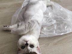 -猫大福·Fortune Cat猫舍(百子湾店)