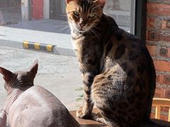 -豆逗聊愈猫阁Easy Life