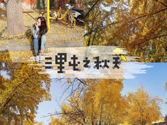 -三里屯东五街银杏大道