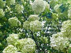 -大龙山(地铁站)