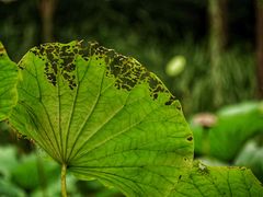 -陈家山荷花公园