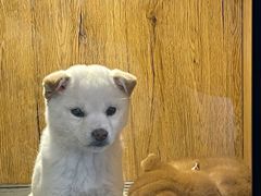 -南京Hallo宠物乐园·哈罗犬舍·柴犬繁育基地