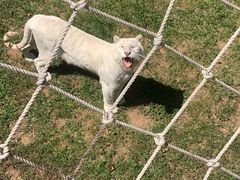 -西霞口神雕山野生动物世界