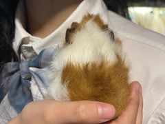 -藦茜花园宠物主题亲子互动体验馆(国顺东路店)