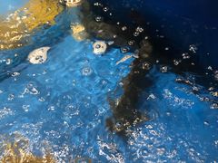 -姜君·千岛湖鱼头馆(浦东大道店)