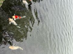 -水前寺成趣园