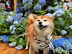 -瑞虹新天地月亮湾