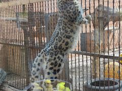 -青藏高原野生动物园