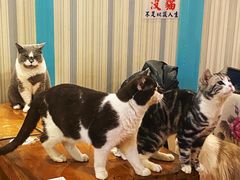 -猫小院猫主题咖啡厅(北锣店)