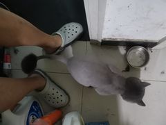 -中农大我爱我爱24h动物医院·中医针灸·猫专科·骨科医疗中心(双井店)