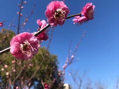 -顾村公园