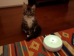 -猫大福·Fortune Cat猫舍(百子湾店)