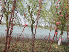 psb (1)-苏州太湖国家湿地公园