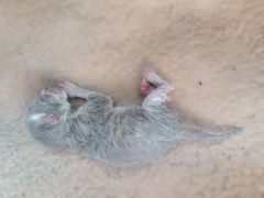 -心仪动物医院·牙专科·肿瘤·心脏科(西客站院)