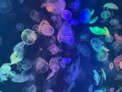 -烟台海昌鲸鲨海洋公园