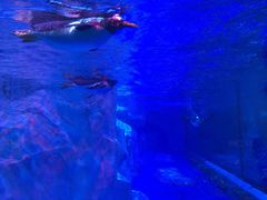 -芜湖新华联大白鲸海洋公园