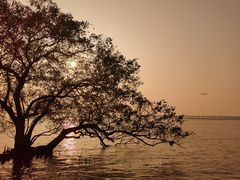 -宝安西湾红树林湿地公园