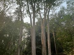 -中国科学院西双版纳热带植物园