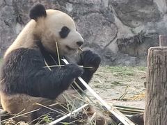 -都江堰中华大熊猫苑