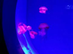 -皇家极地海洋世界售票处