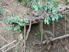 -野象谷景区