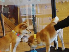 -南京Hallo宠物乐园·哈罗犬舍·柴犬繁育基地