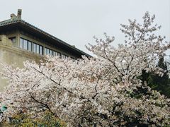 -武汉大学-樱园