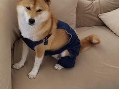 -怪兽屋·羊驼·猫咖·狗咖(俊华广场店)