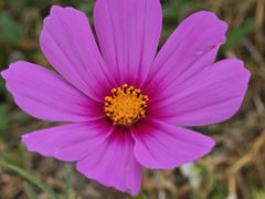 -苏州太湖西山岛开心农场