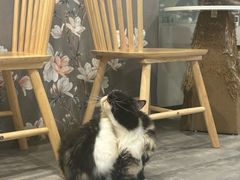 -楼上猫咖(罗湖店)
