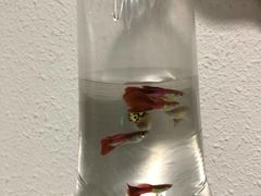 -哈尔滨道外花鸟鱼市场