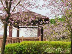 -广东花都湖国家湿地公园