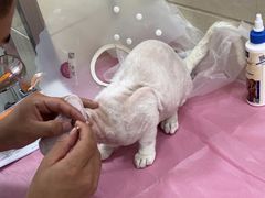 -北京观赏动物医院·24小时大型综合·猫专科·异宠专科