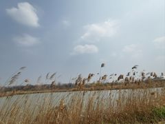 -盐城丹顶鹤湿地生态旅游区