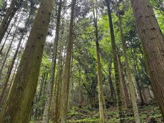 -大围山国家森林公园