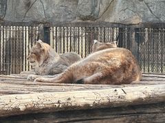 -石家庄市动物园