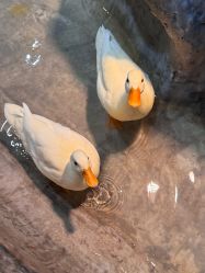 -Zoolung Zoolung动物主题公园(海信广场店)