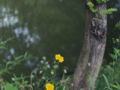 -木守西溪溪隐餐厅