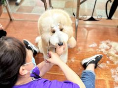 -鑫艺宠物美容培训学校