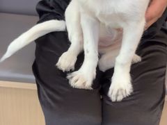 -瑞派伍一宠物医院·眼科·骨科·猫科转诊中心(马王堆院)