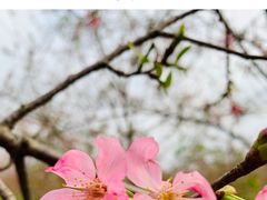 -天适樱花悠乐园