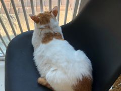 -平行世界·猫咖(首经贸店)