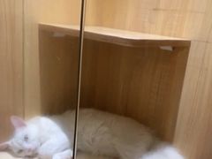 -眞宗·椰汁是大王(小娄巷店)