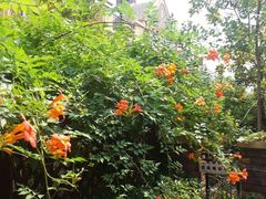 火红的凌霄花满墙-长泰东郊御园