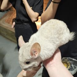 -Zoolung Zoolung动物主题公园(海信广场店)