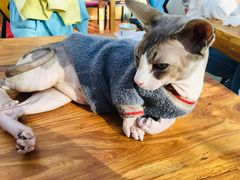-猫小院猫主题咖啡厅(北锣店)