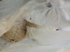 android_upload_pic-金盆阿嬷香菇茶叶蛋(玄光店)