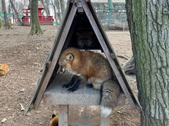 -宫城藏王狐狸村