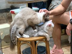 -猫色咖啡·猫咖